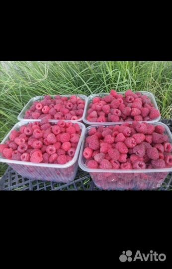 Саженцы ремонтантной малины