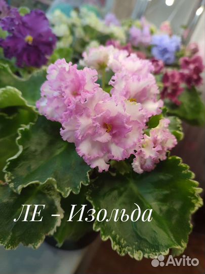 Сортовые фиалки