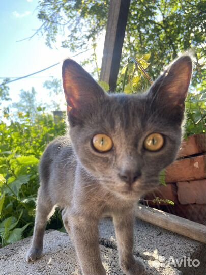 Отдам милого кота в добрые руки