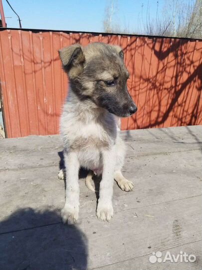 Щенок подросток, в добрые руки бесплатно