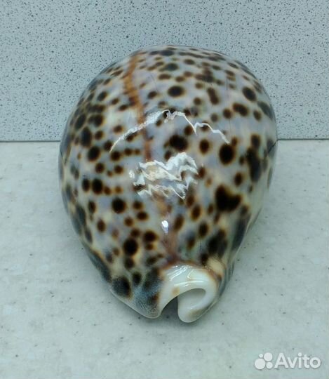 Ципрея Тигрис Каури 9,4 морская ракушка раковина