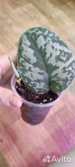 Сциндапсус