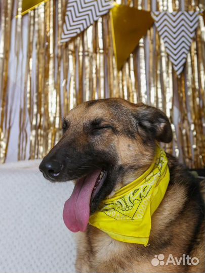 Собаки бесплатно