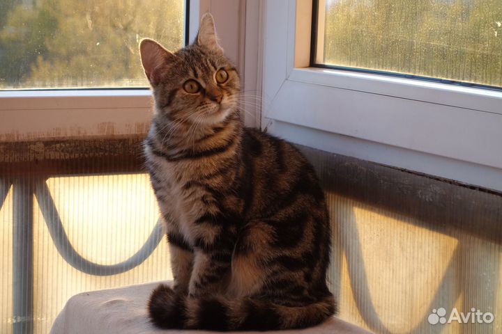 Молодая кошечка до года мраморная ласковая девочка