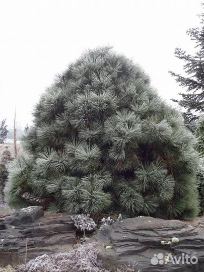 Сосна джеффри Йоппи