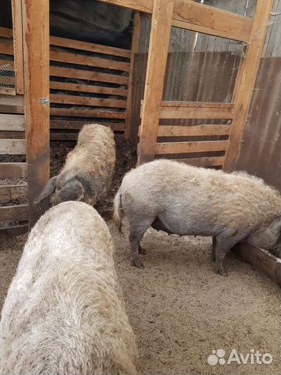 Мясо свинина Венгерская монгалица