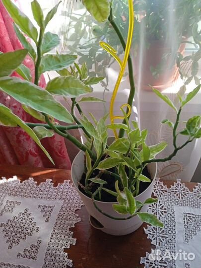 Педилантус