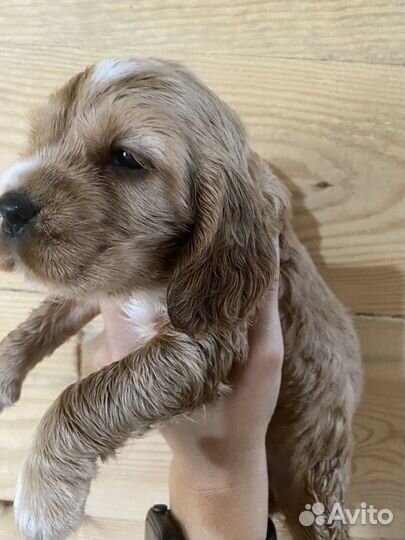 Кокер спаниель