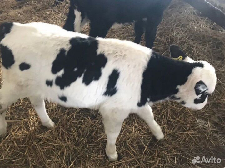 Бычки телята