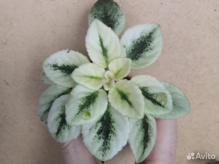 Мини фиалки