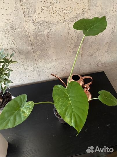 Алоказия гагеана вариегатная