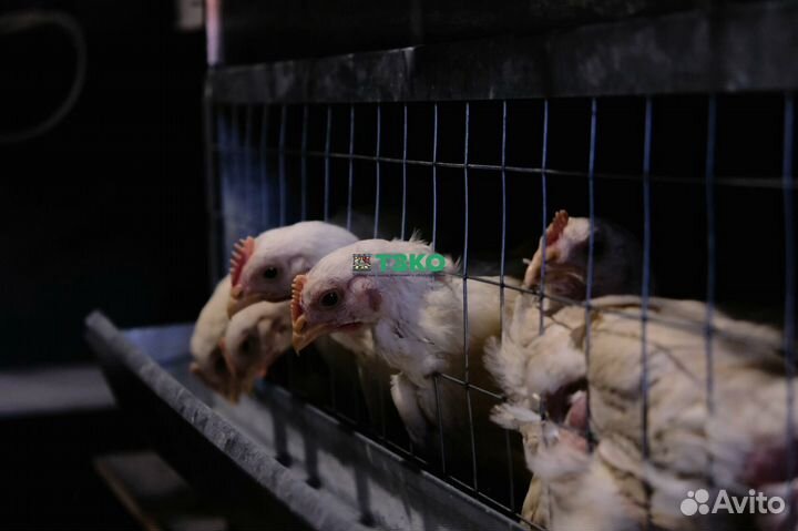 Клетки для кур, перепелов, кроликов. Производитель