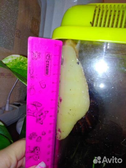 Улитка ахитина