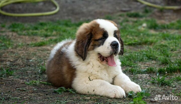 Сенбернары