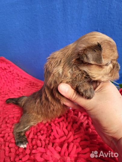 Щенки русская салонная йорк рожд.апрель23