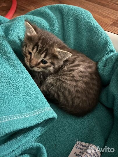 Котенок в добрые руки