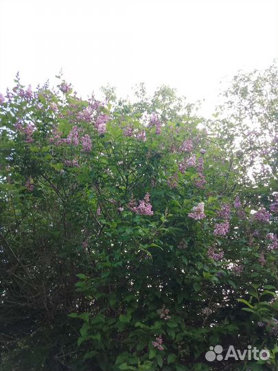 Сирень белая,сиреневая Венгерская