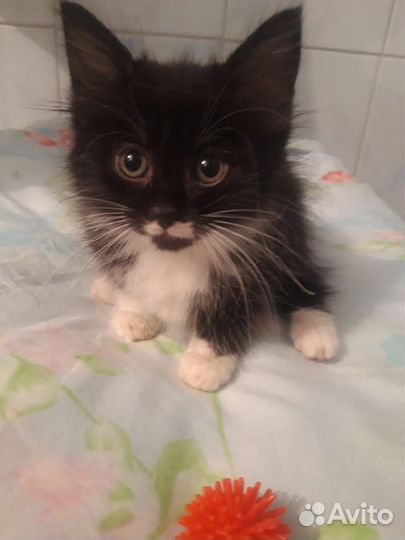 Миленькая кошечка