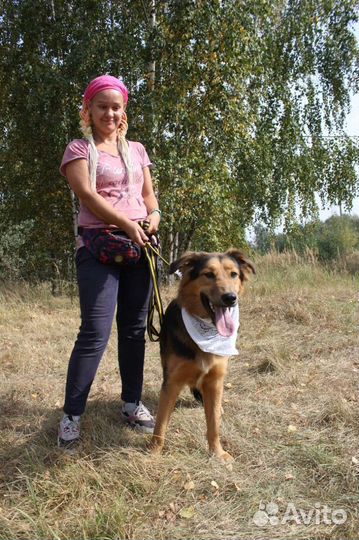 Собака в добрые руки отдам бесплатно