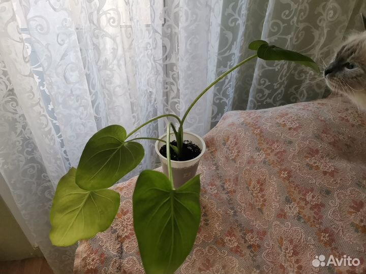 Цветы каллы