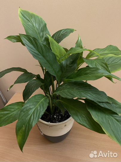 Спатифиллум