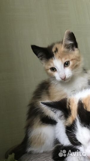 Котенок девочка бесплатно