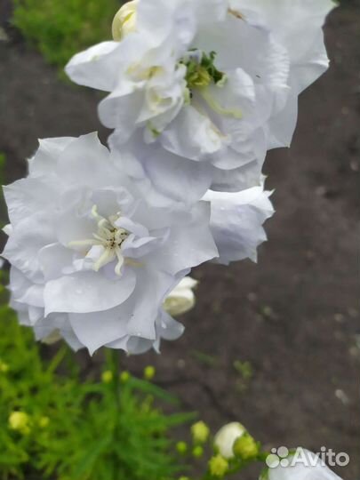 Махровая ромашка. Махровый колок. белый. Букет ром