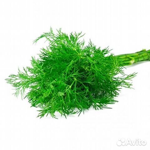 Укроп свежий