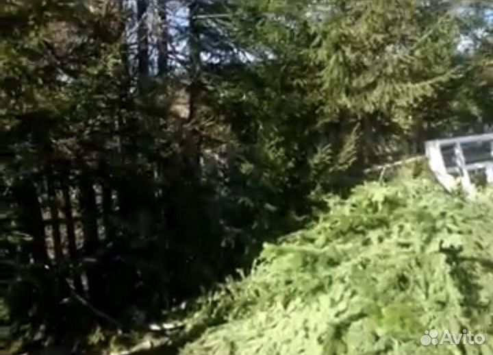 Масло пихтовое