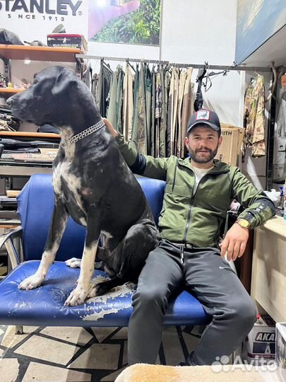 Булли кутта