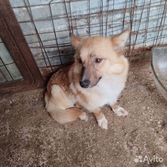 Собака в отлове размером с кошку