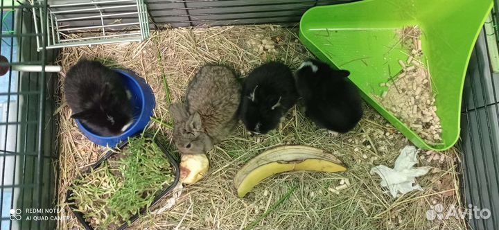 Декоративные карликовые кролики