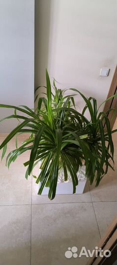 Пальма панданус