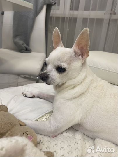 Передержка для собак