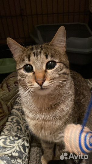 Стерильная девочка в ответственные руки