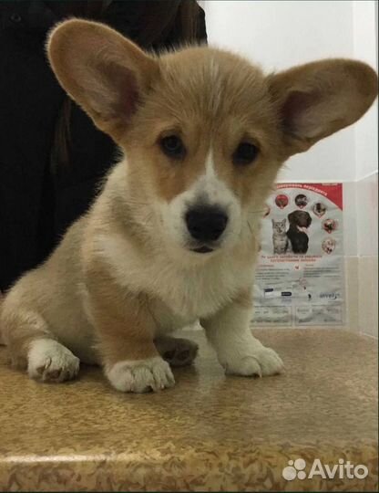 Ветеринарный врач на дом / Выезд / Кастрация