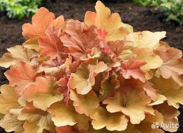 Черенки гейхер