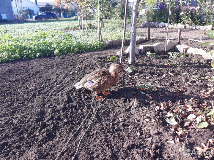 Подсадная утка рабочая 3х летка