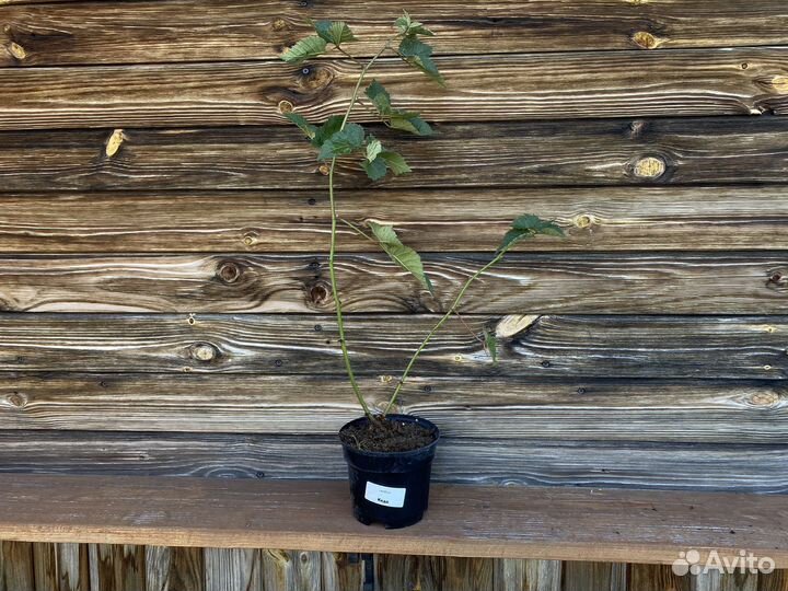 Саженцы ежевика натчез