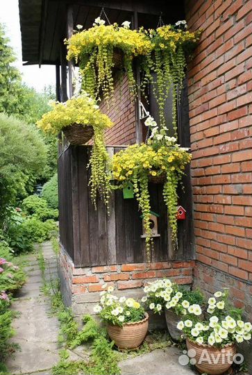 Лизимахия ампельная (вербейник монетчатый)