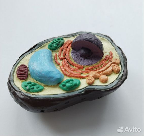 Модели всех типов клеток