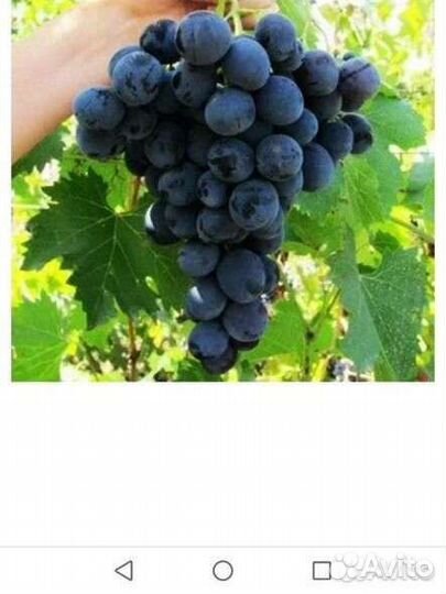Саженцы винограда