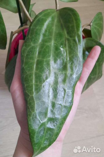 Хойи,фикус Лакия