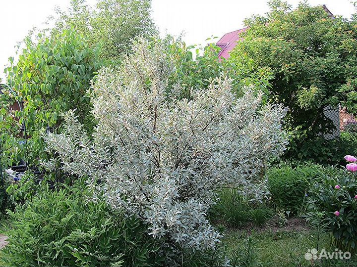 Лох серебристый