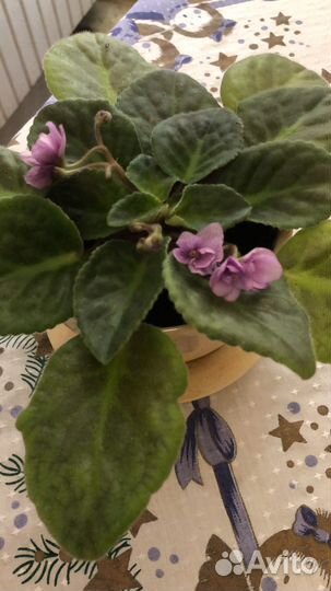 Фиалка Поль Баньян