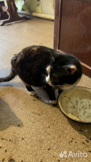 Отдам в самые лучшие руки