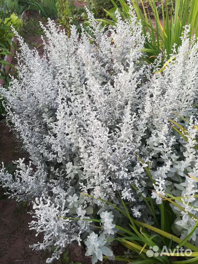 Декоративная полынь