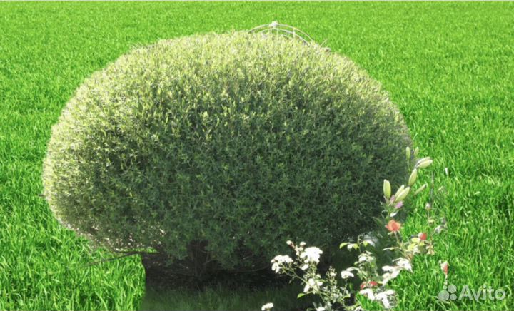 Ива шаровидная