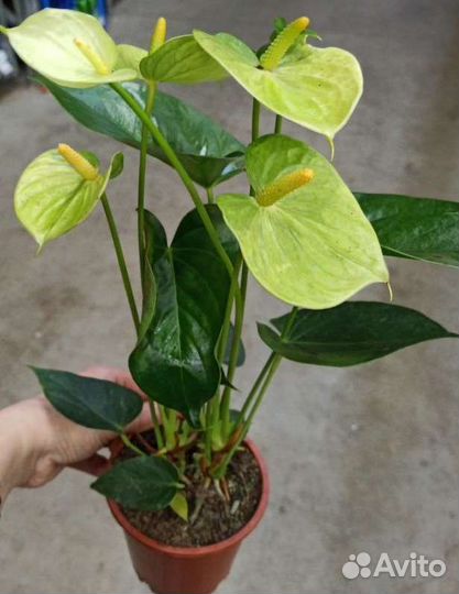 Крестовник Роули Вар/Филодендроны