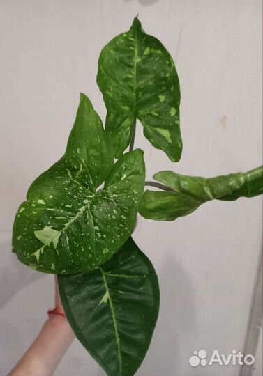 Сингониумы.Часть 1